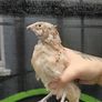 quail Image 6