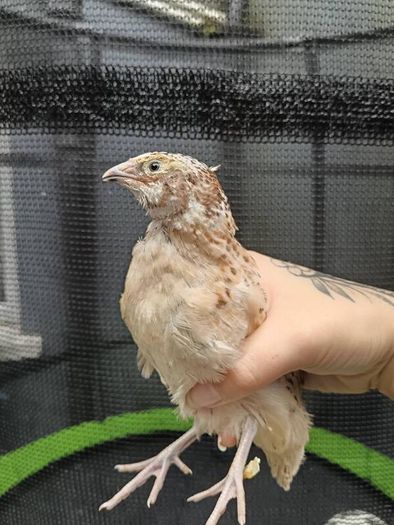 quail