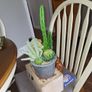 Cactus artificial Image 6