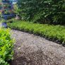 Laurel Hedging One Euro Image 9