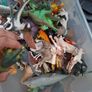 Bulk of animals Image 5