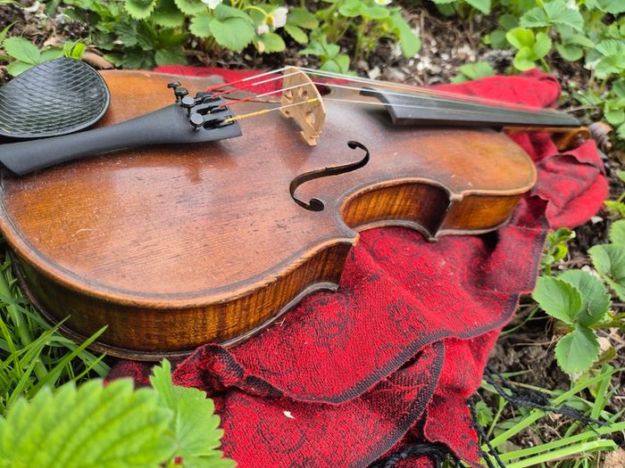 Violin