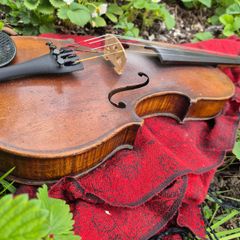 Violin