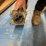landrover  300TDi starter motor Image 3