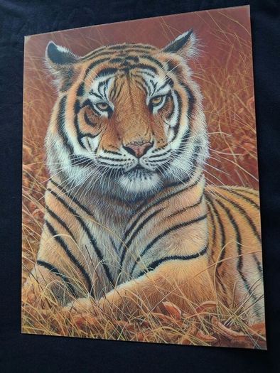 3D LiveLife Lenticular Wall Art Prints - Aloof From Deluxe Base - Unframed 3D Tiger - Size - 40cm x 30cm - RRP - 18.99
