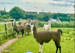 Llamas for sale