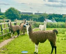 Llamas for sale