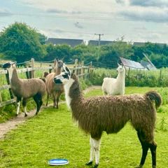 Llamas for sale