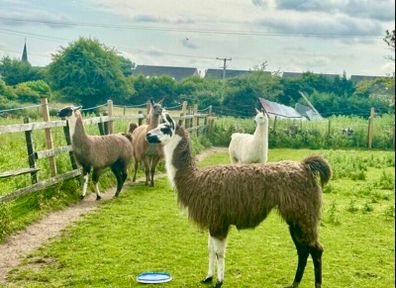 Llamas for sale