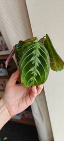 Rare Maranta Cat Mustache