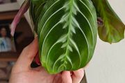 Rare Maranta Cat Mustache