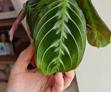 Rare Maranta Cat Mustache