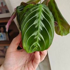 Rare Maranta Cat Mustache