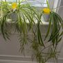 Indoor plant bundle Image 4