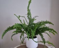 Fern