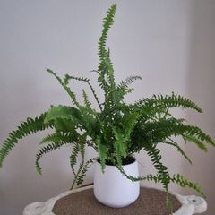 Fern