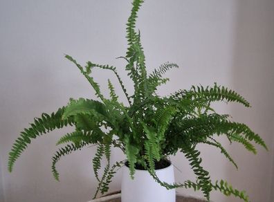 Fern