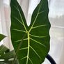 Mature Alocacia Frydek (Elephant Ear) Striking Velvet Leaves Image 4