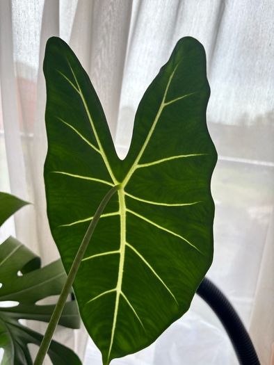 Mature Alocacia Frydek (Elephant Ear) Striking Velvet Leaves