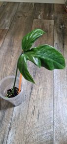 Philodendron Composportoanum leaf cutting