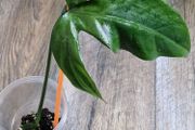 Philodendron Composportoanum leaf cutting