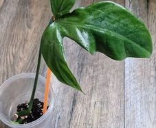 Philodendron Composportoanum leaf cutting