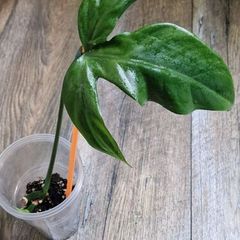 Philodendron Composportoanum leaf cutting