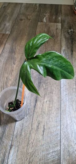 Philodendron Composportoanum leaf cutting