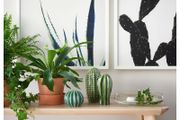 Decoration Set of 3 Green Ceramic Cacti