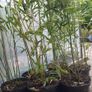 Bamboo Bissetii Image 4