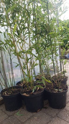 Bamboo Bissetii