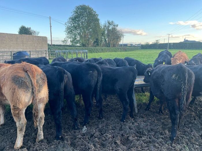 AAX heifers