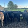 AAX heifers Image 7