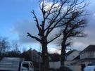 Johnson Tree Services Image 5