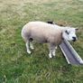 Pedigree Beltex and Routex Rams Image 2