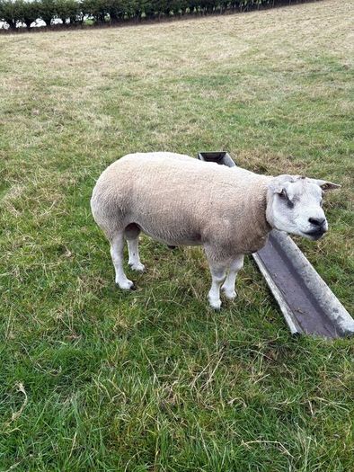 Pedigree Beltex and Routex Rams