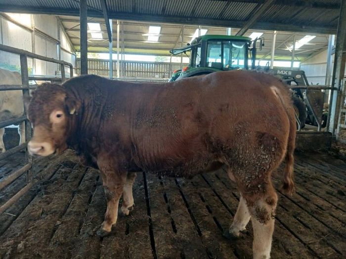 Pbr limousin bulls