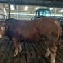 Pbr limousin bulls Image 2