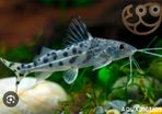 Pictus catfish