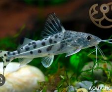 Pictus catfish