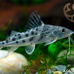 Pictus catfish