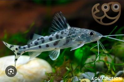 Pictus catfish