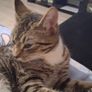 female cat looking for good home only Image 4