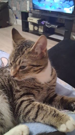 female cat looking for good home only