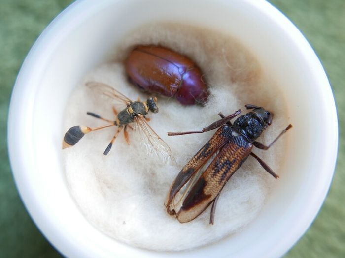 Vintage Insects, Hymenoptera in an antique container