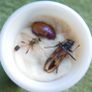Vintage Insects, Hymenoptera in an antique container Image 3