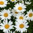 Daisy125