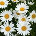 Daisy125