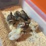 Chicks Image 2
