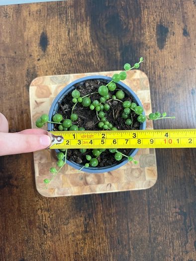 String of pearls house plant